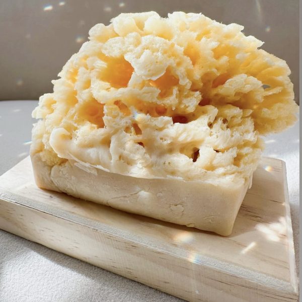 JesSea Sponge